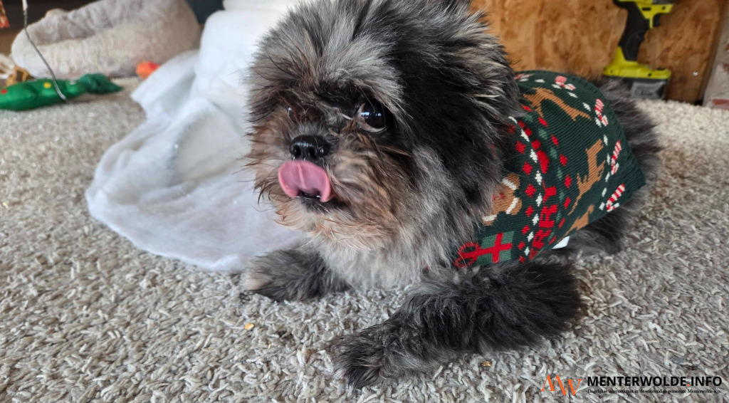 Kwispel ontsnapt uit auto bij tankstation Meeden, heeft u Kwispel gezien?