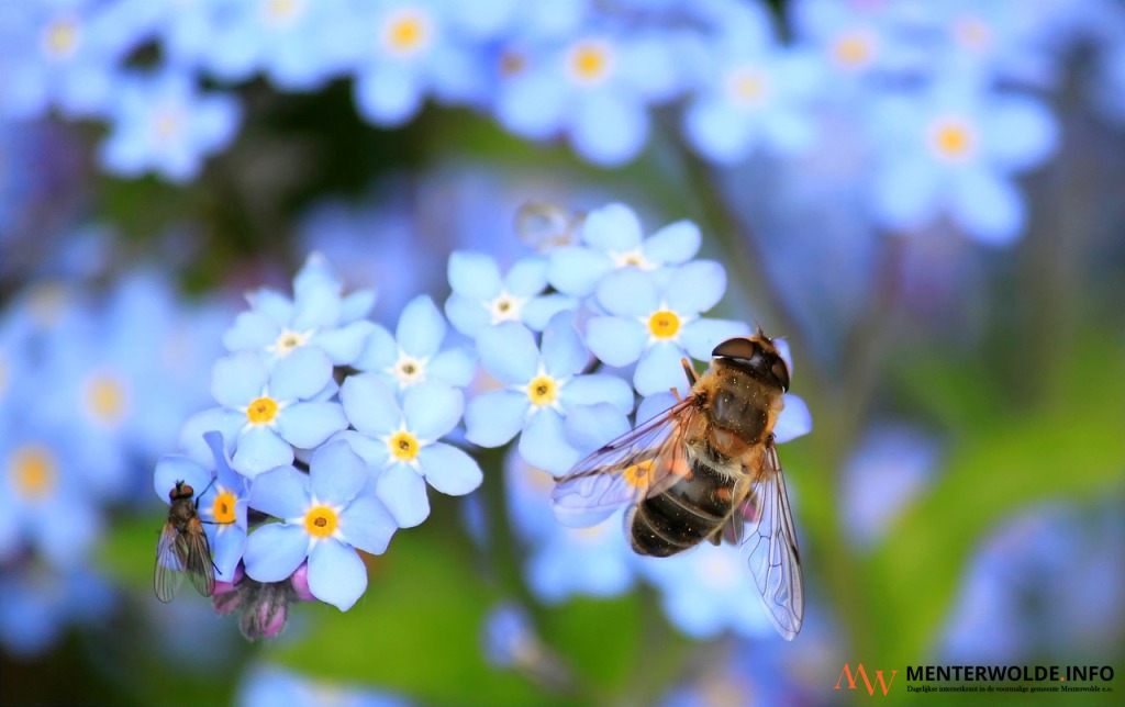 Die Wasp Foundation sucht Zähler für die zweite landesweite Wespenzählung