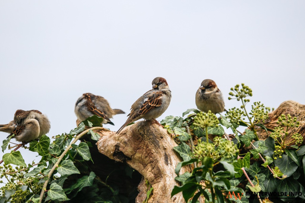 Dit weekend weer vogels tellen tijdens Nationale Tuinvogeltelling