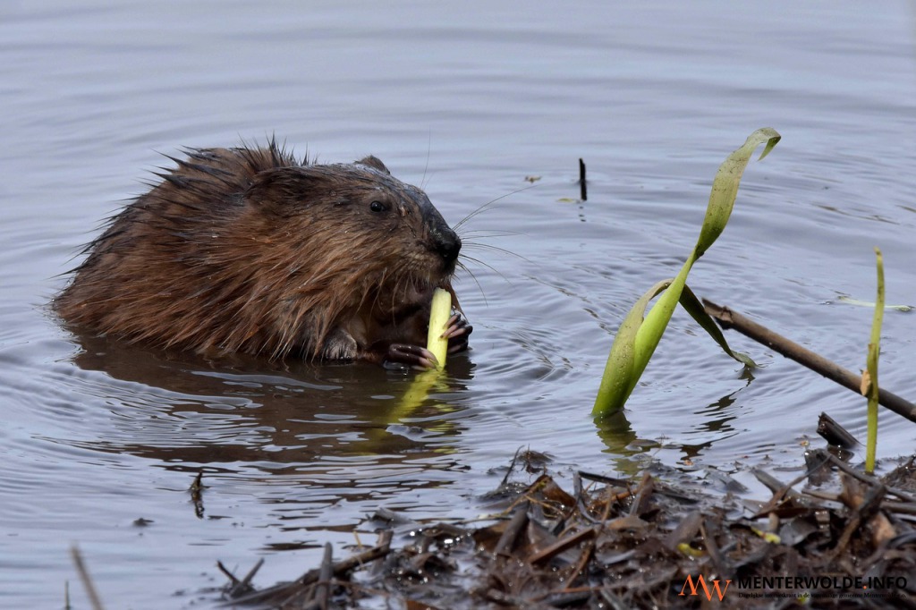 Waterschap Hunze en Aa's vangt minder muskusratten