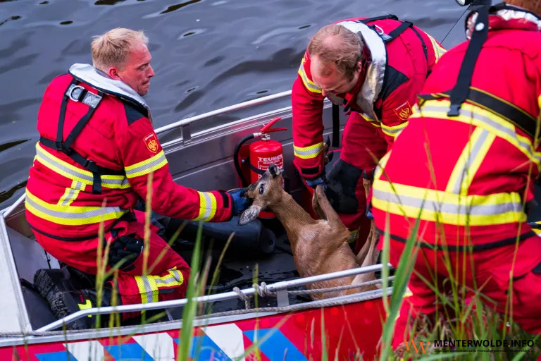 Brandweer redt ree uit Winschoterdiep in Sappemeer