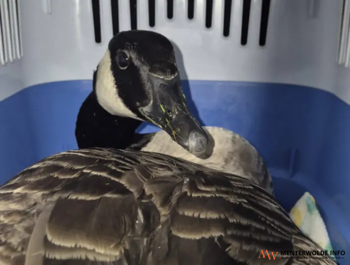 Gewonde gans alsnog gevangen door Dierenopvang Groningen