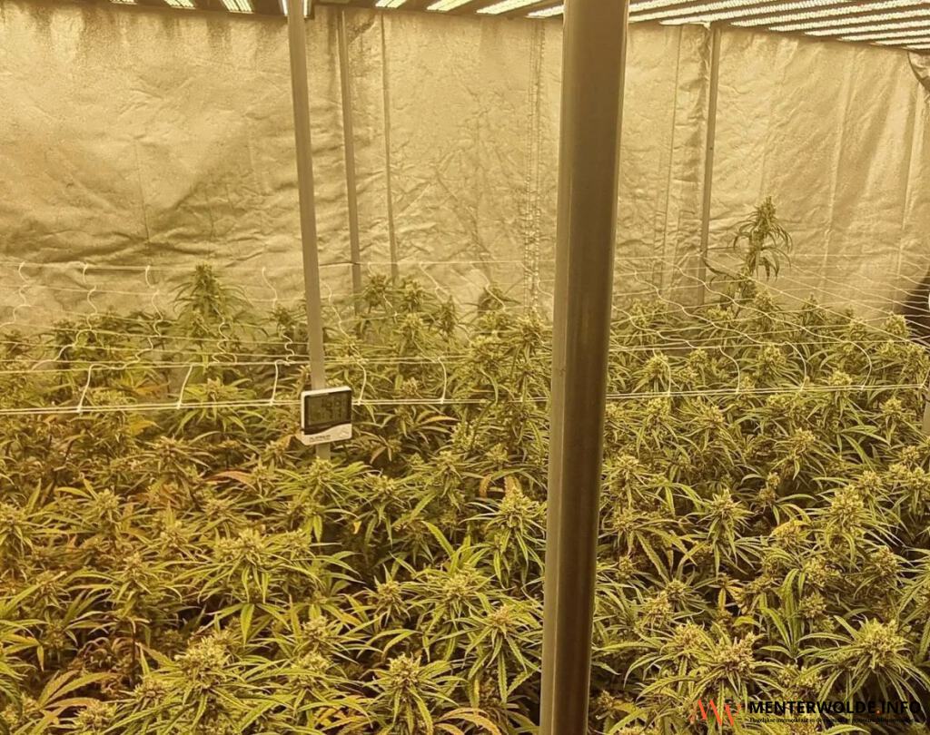 Politie treft, na anonieme melding, hennepkwekerij aan in Veendam